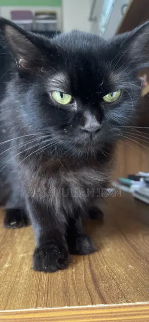 1+ year Female Purebred Persian