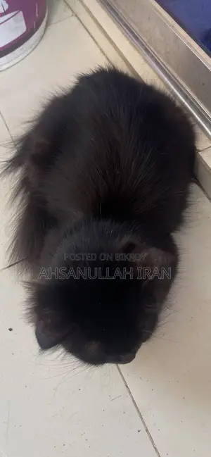 1+ year Female Purebred Persian