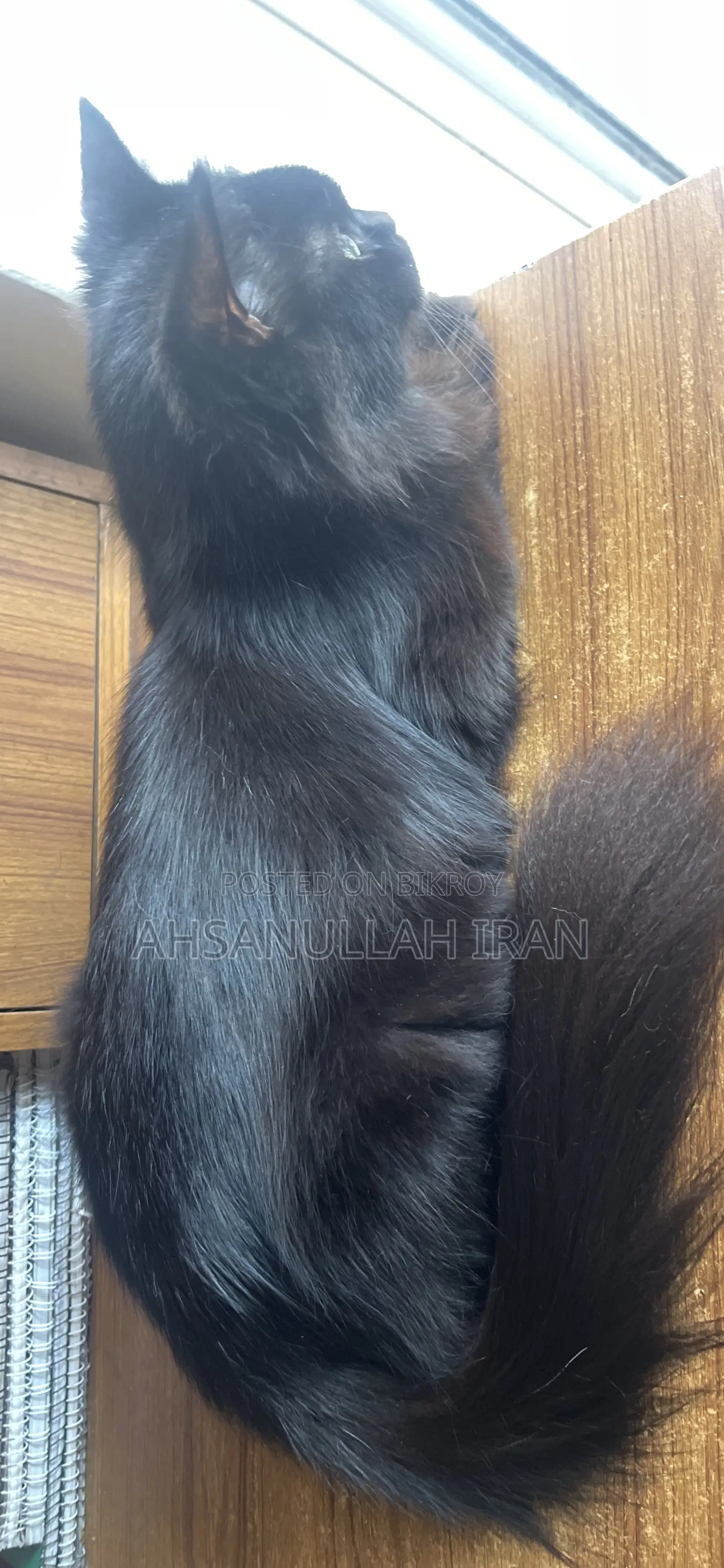 1+ year Female Purebred Persian