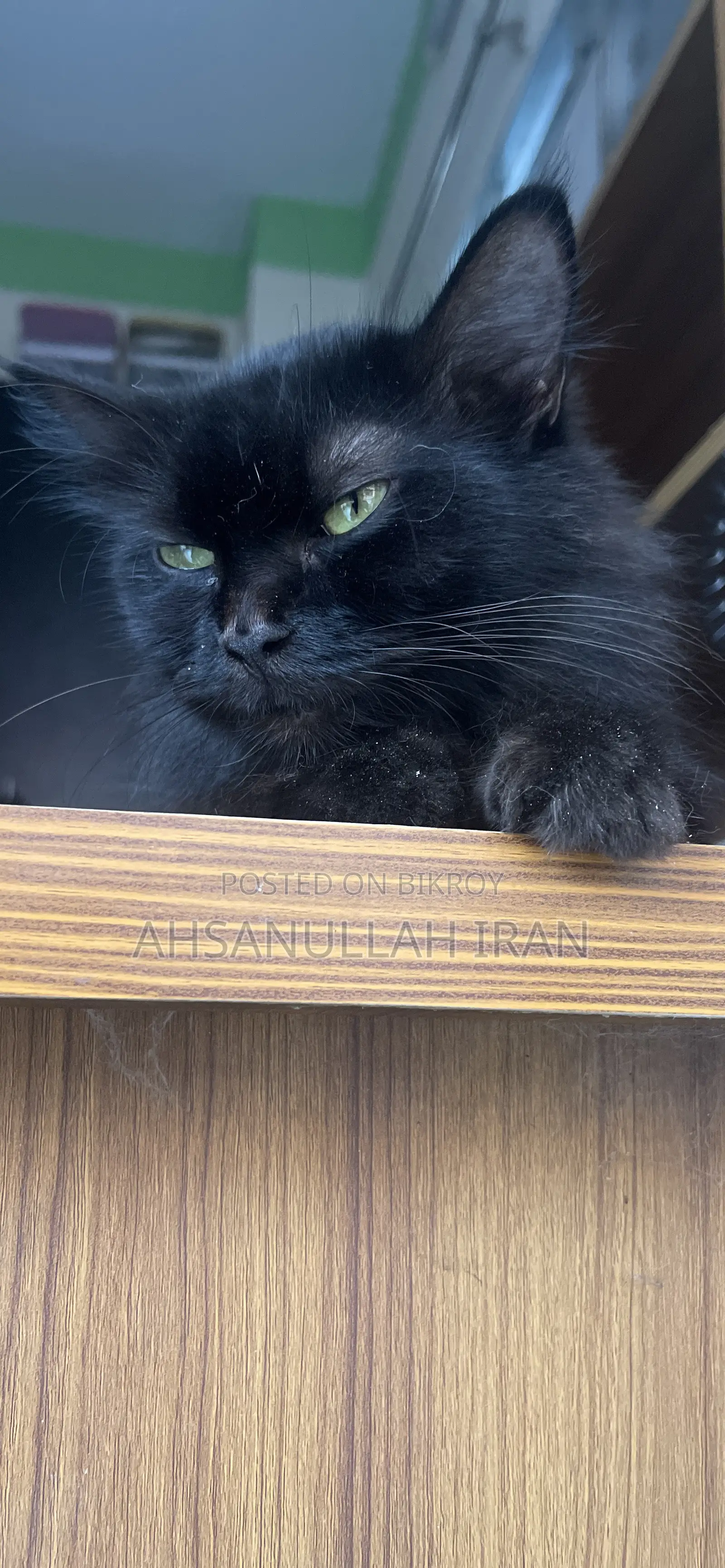 1+ year Female Purebred Persian