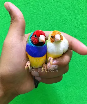 গোল্ডিয়ান্স পেয়ার