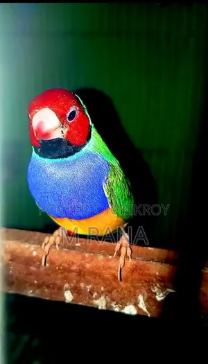 গোল্ডিয়ান্স পেয়ার