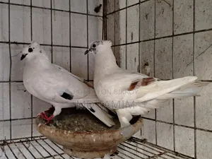 Local Pigeons