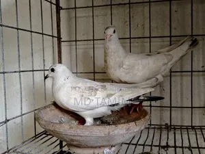 Local Pigeons