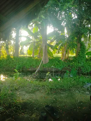 খুলনা মংলা হাইওয়ে রোডের পাশে