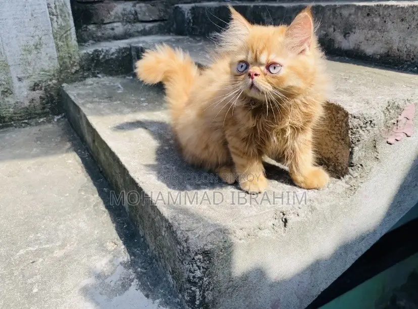 ১-৩ মাসের মেল পিউরব্রেড এক্সোটিক