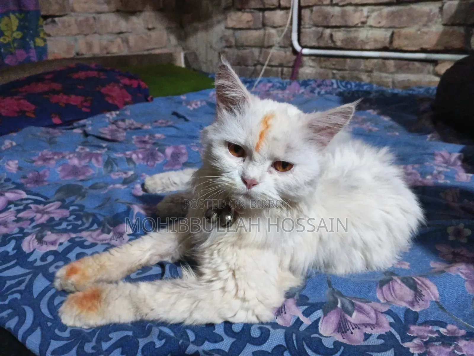 1+ Year Male Purebred Persian Cat