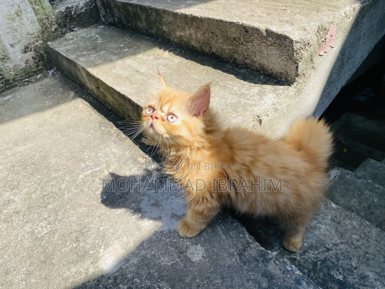 ১-৩ মাসের মেল পিউরব্রেড এক্সোটিক