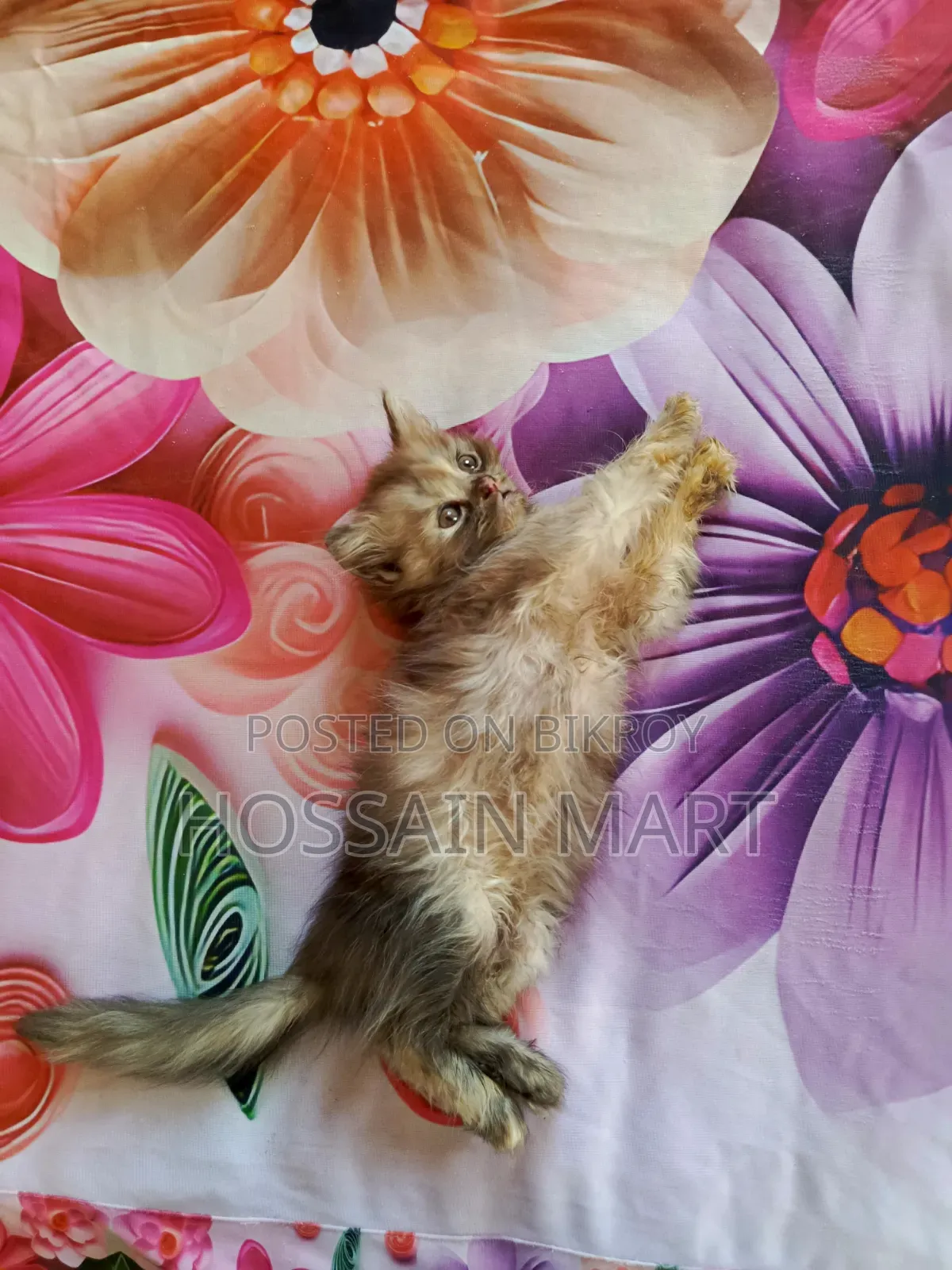 1-3 months Female Purebred Persian