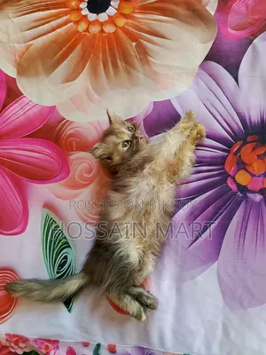 1-3 months Female Purebred Persian