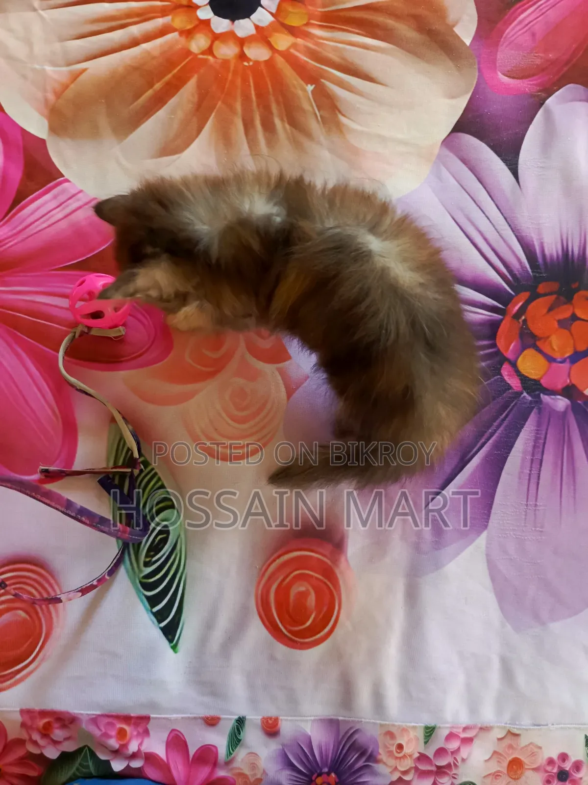 1-3 months Female Purebred Persian