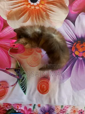 1-3 months Female Purebred Persian