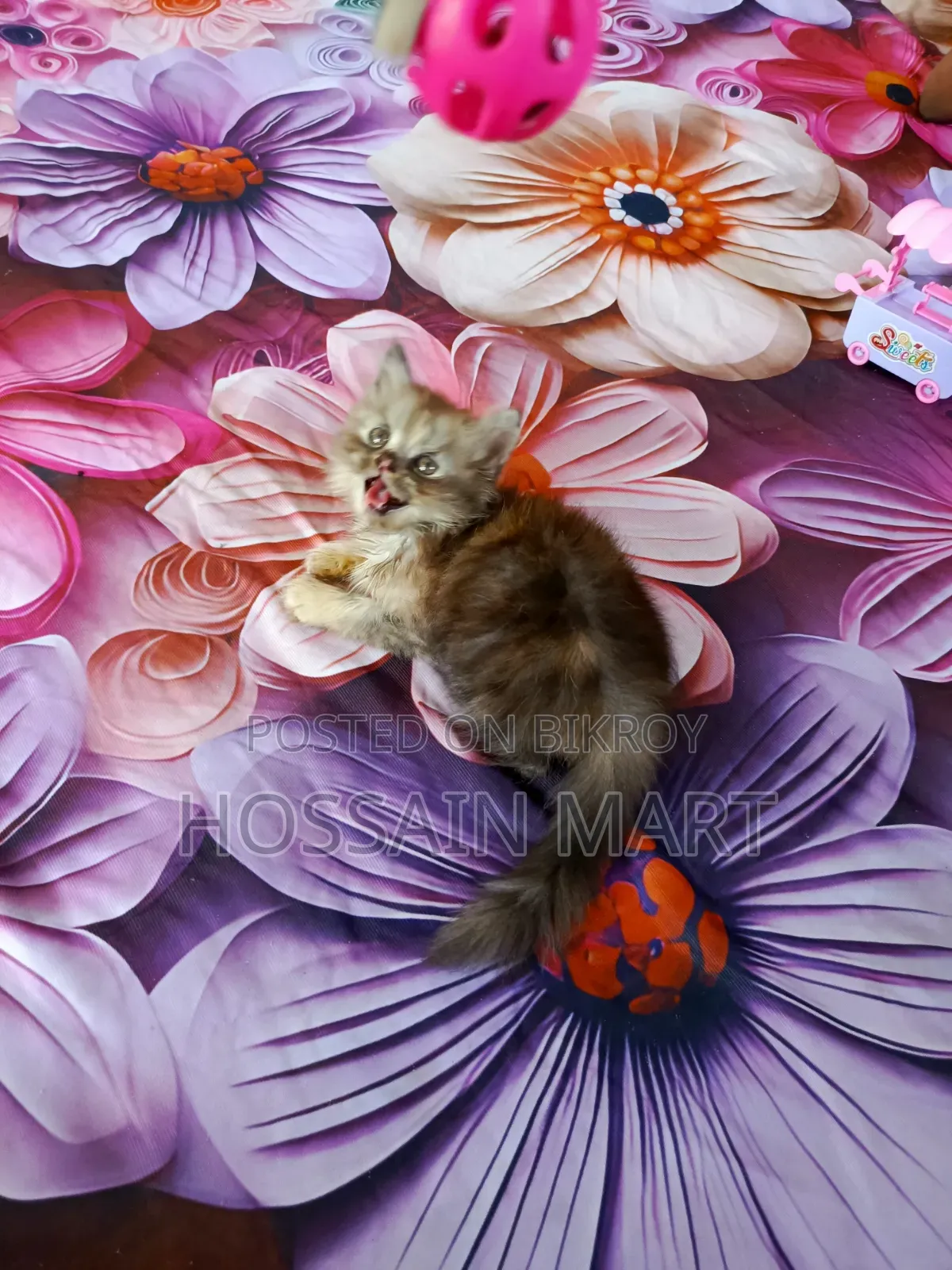 1-3 months Female Purebred Persian