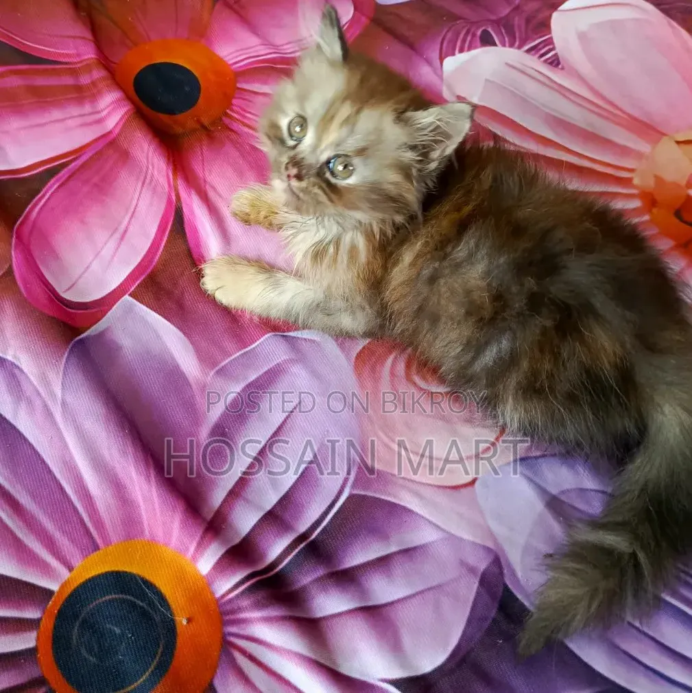1-3 months Female Purebred Persian