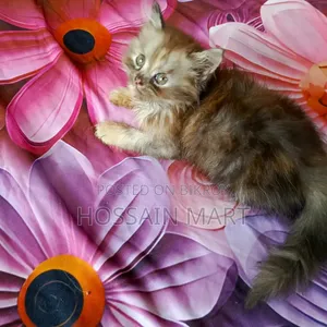 1-3 months Female Purebred Persian