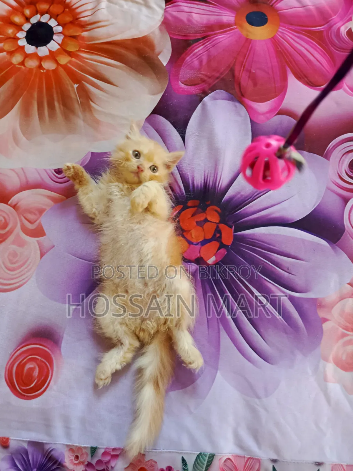 1-3 months Male Purebred Persian