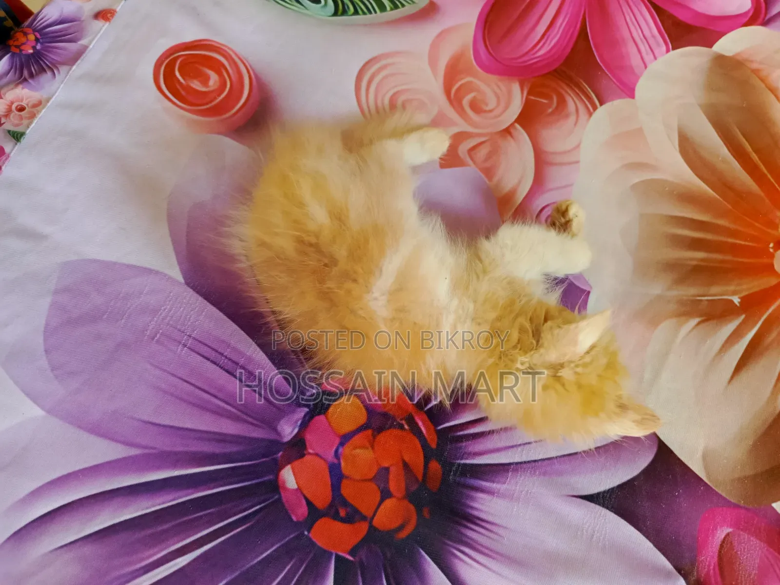 1-3 months Male Purebred Persian