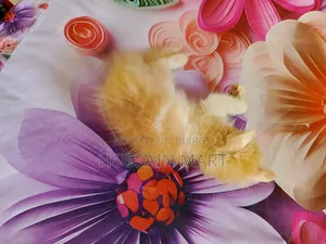 1-3 months Male Purebred Persian