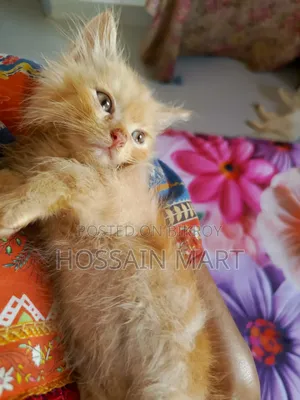1-3 months Male Purebred Persian