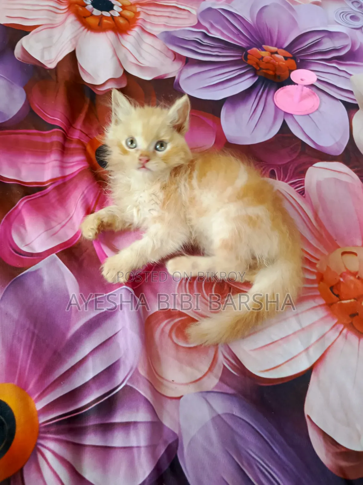 1-3 months Male Purebred Persian