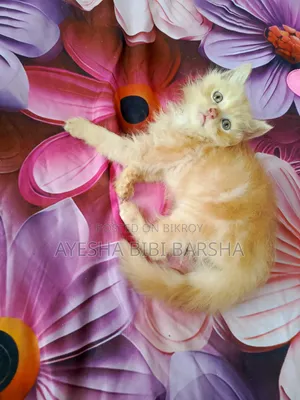 1-3 months Male Purebred Persian
