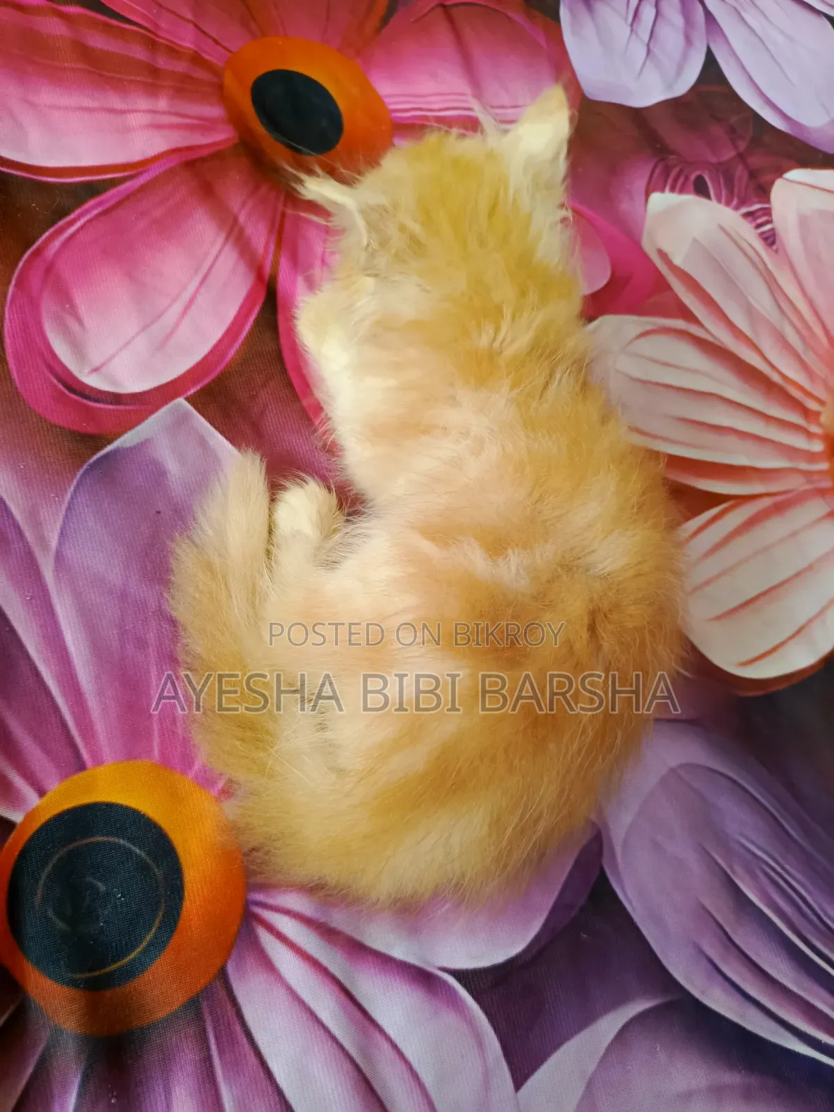 1-3 months Male Purebred Persian