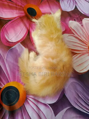 1-3 months Male Purebred Persian