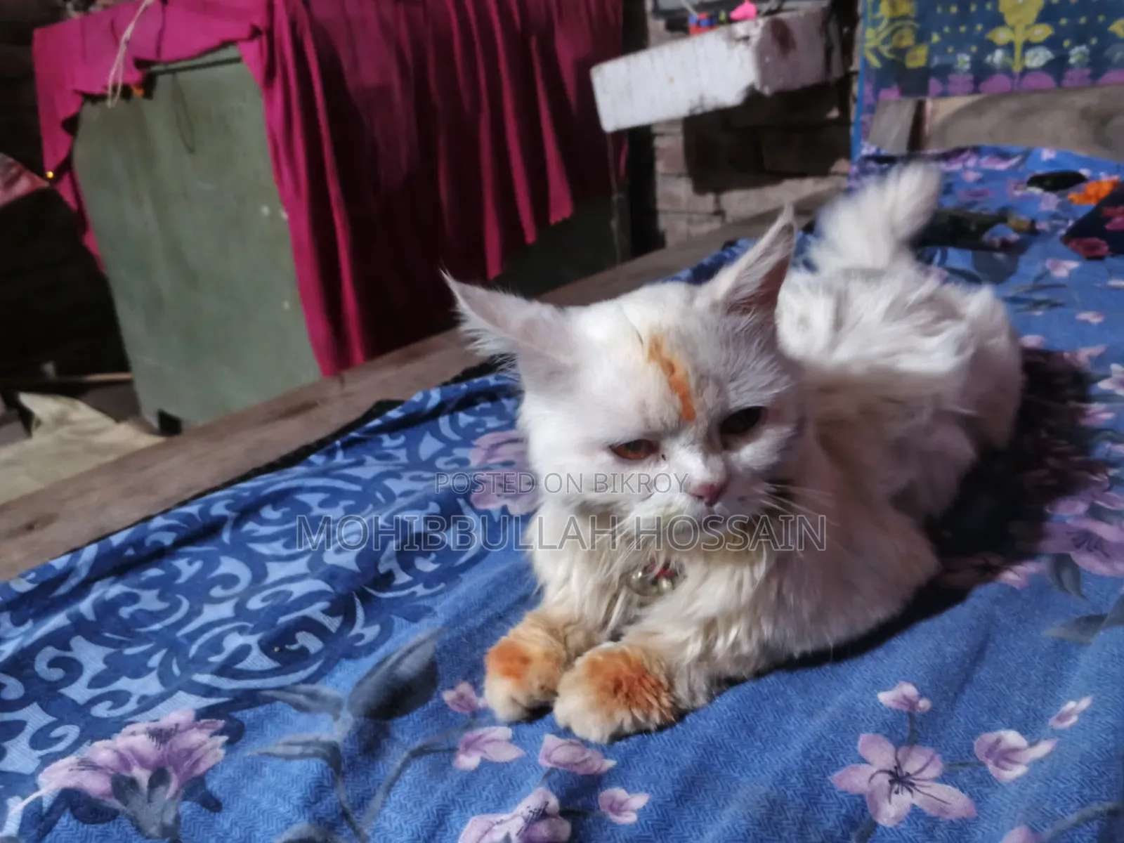 1+ Year Male Purebred Persian Cat