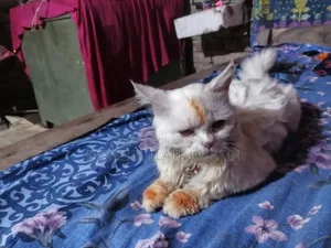 1+ Year Male Purebred Persian Cat