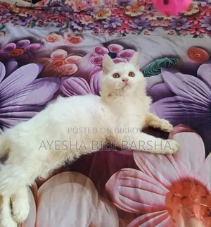 3-6 months Female Purebred Persian
