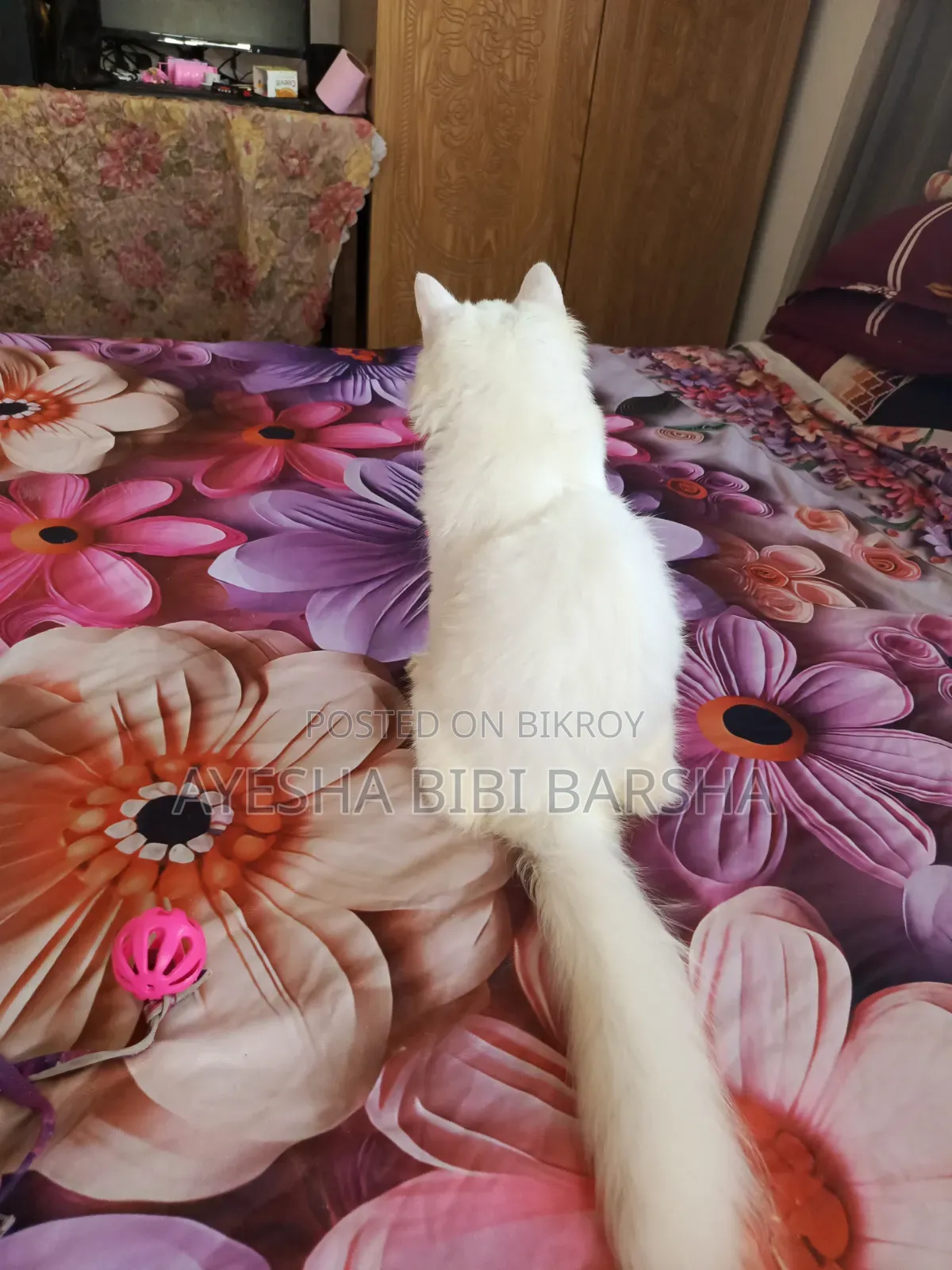 3-6 months Female Purebred Persian