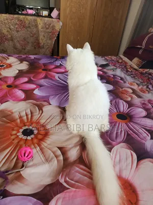 3-6 months Female Purebred Persian