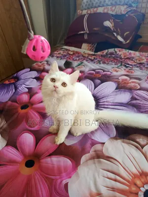 3-6 months Female Purebred Persian