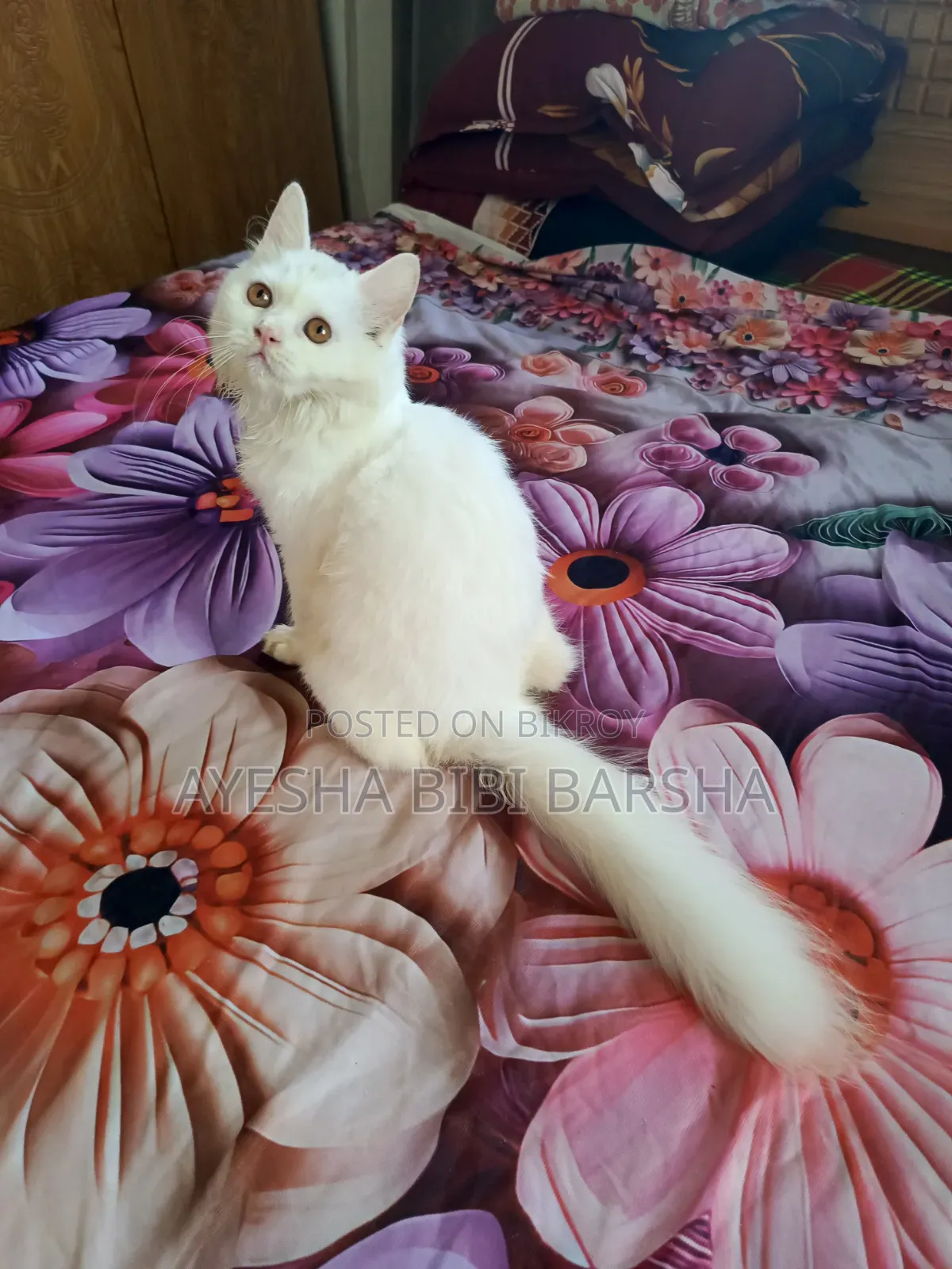 3-6 months Female Purebred Persian