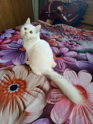 3-6 months Female Purebred Persian