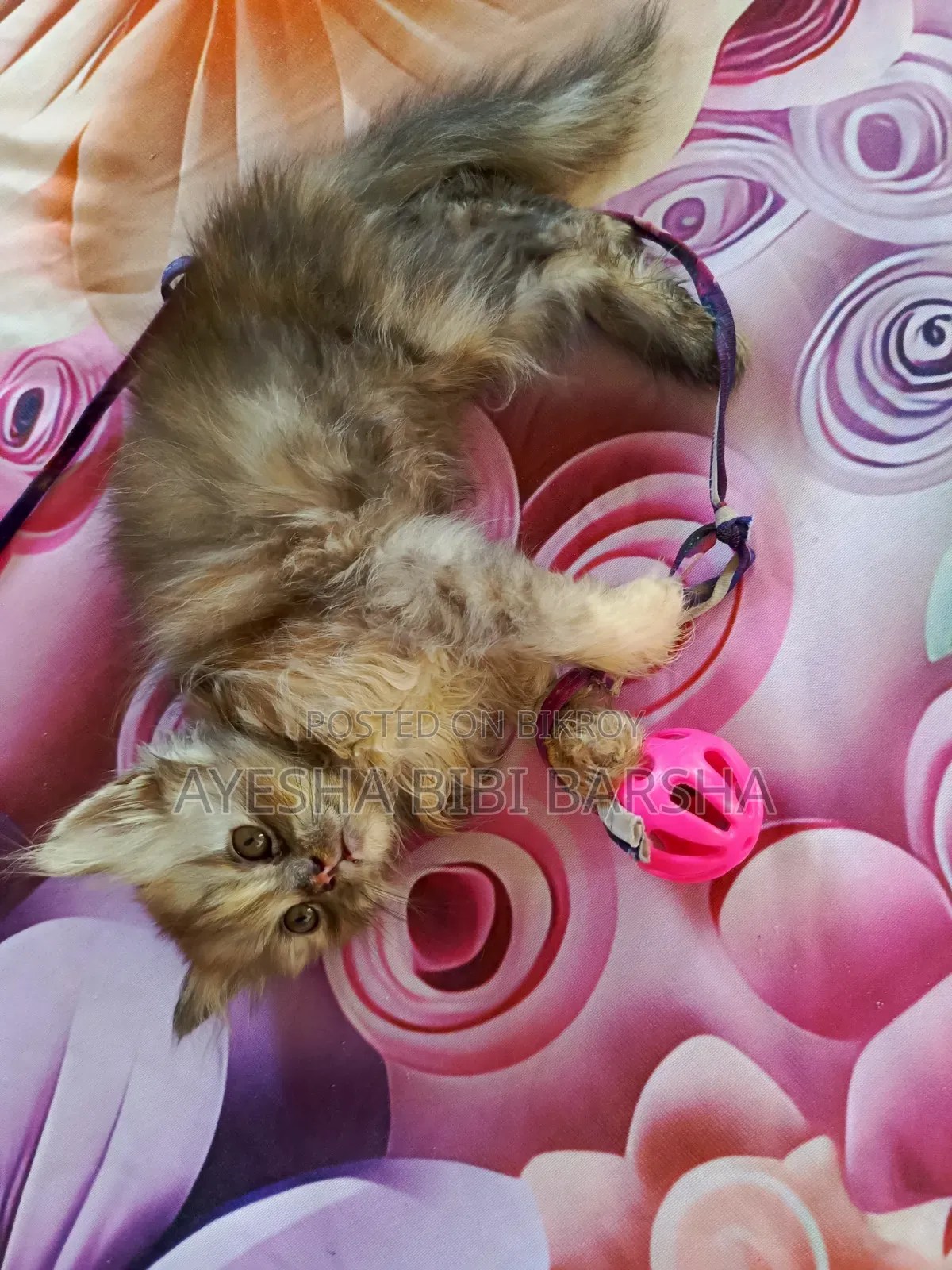 1-3 months Female Purebred Persian