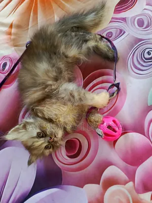 1-3 months Female Purebred Persian