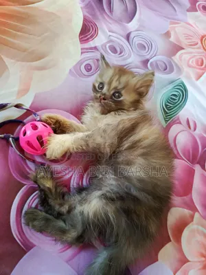 1-3 months Female Purebred Persian