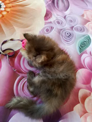 1-3 months Female Purebred Persian