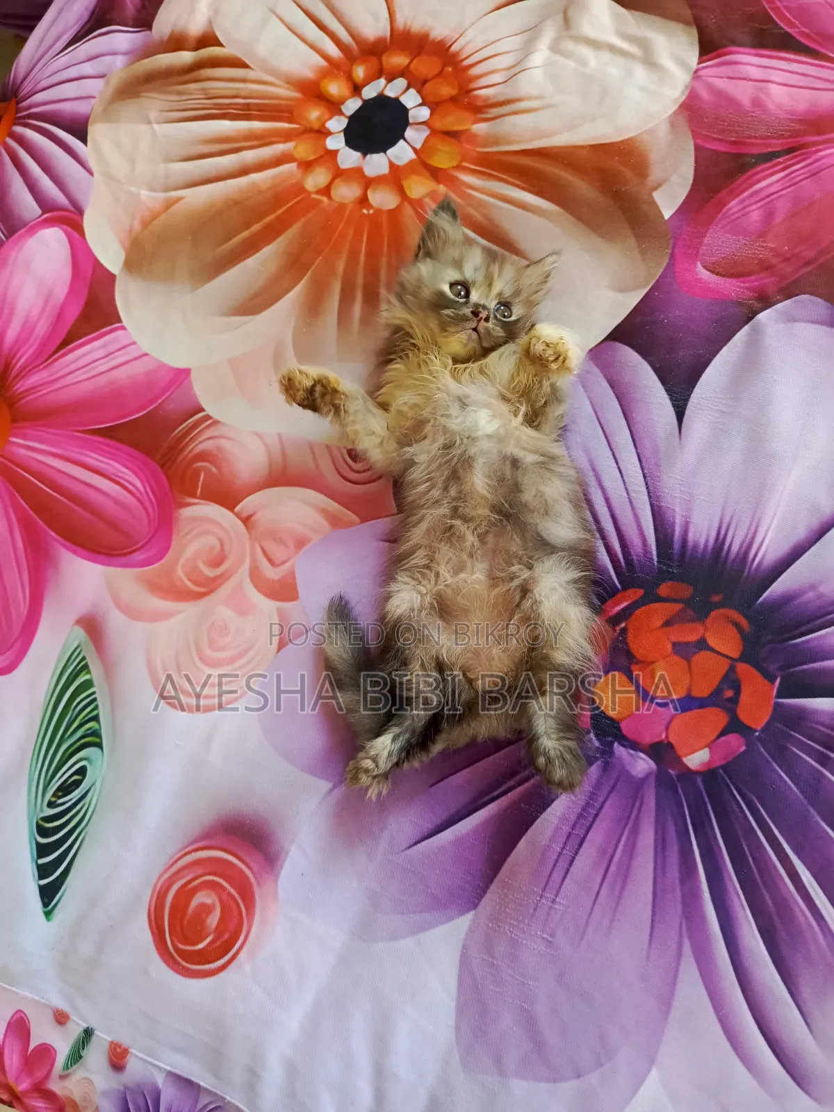 1-3 months Female Purebred Persian