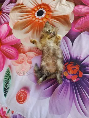 1-3 months Female Purebred Persian