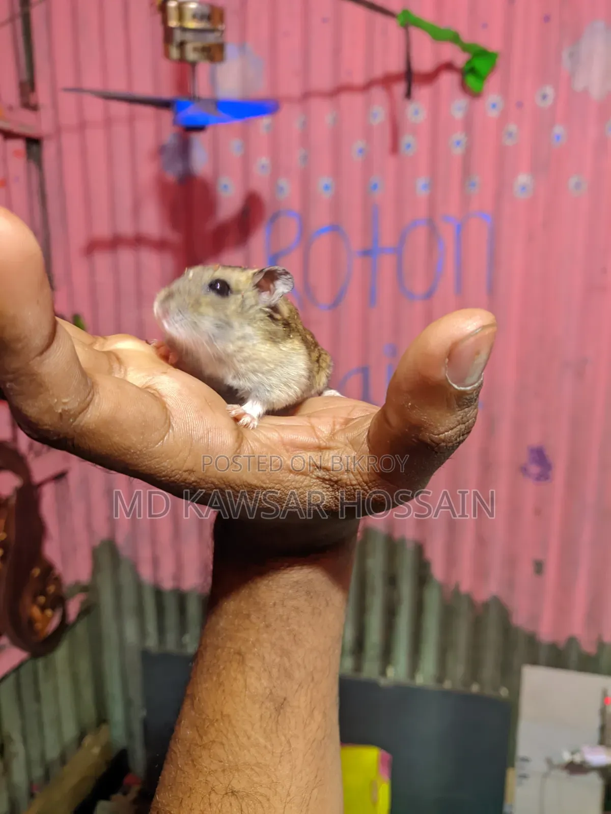 Healthy & Active Dwarf Hamster Pair for Sale