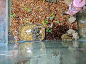 Healthy & Active Dwarf Hamster Pair for Sale