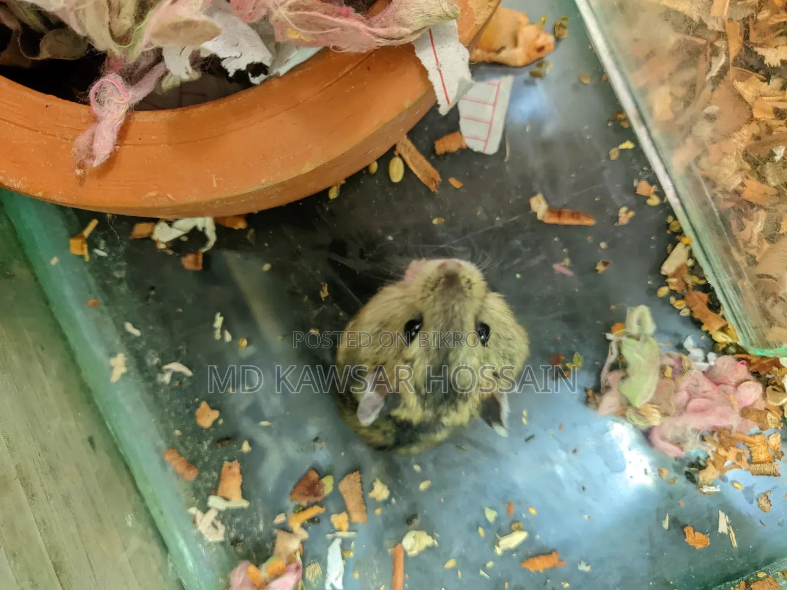 Healthy & Active Dwarf Hamster Pair for Sale