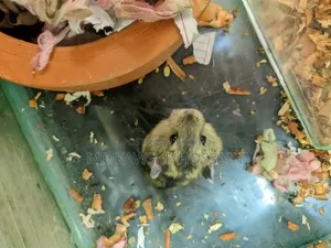 Healthy & Active Dwarf Hamster Pair for Sale