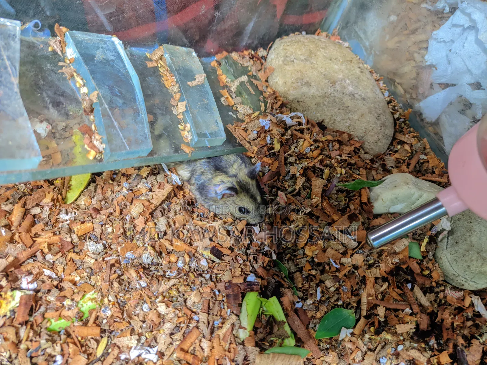 Healthy & Active Dwarf Hamster Pair for Sale