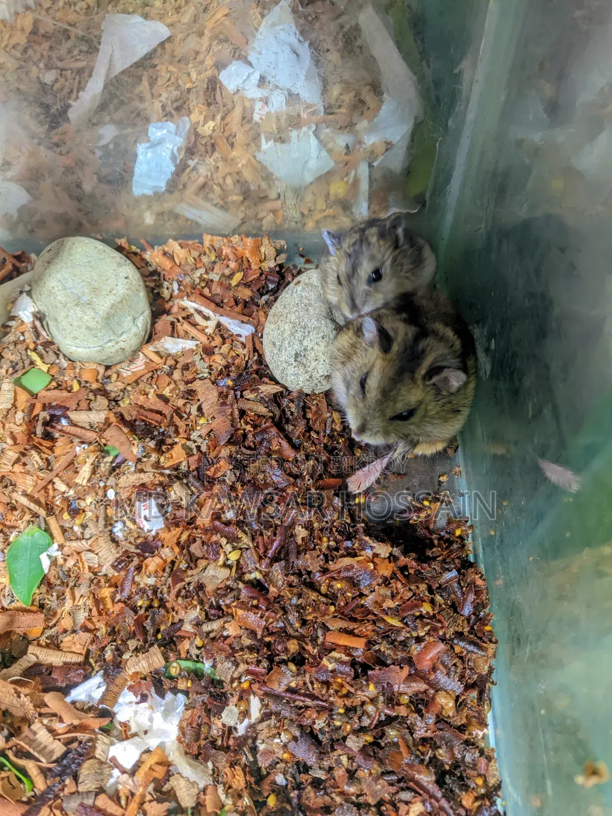 Healthy & Active Dwarf Hamster Pair for Sale