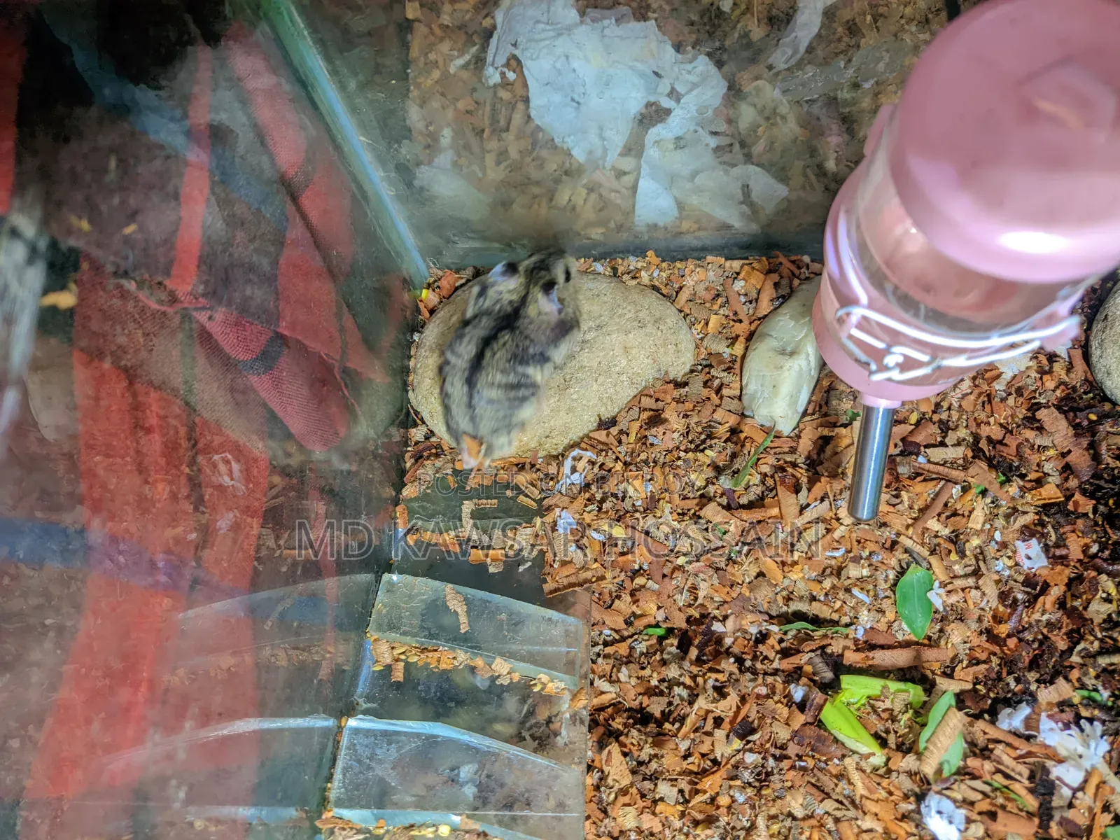Healthy & Active Dwarf Hamster Pair for Sale