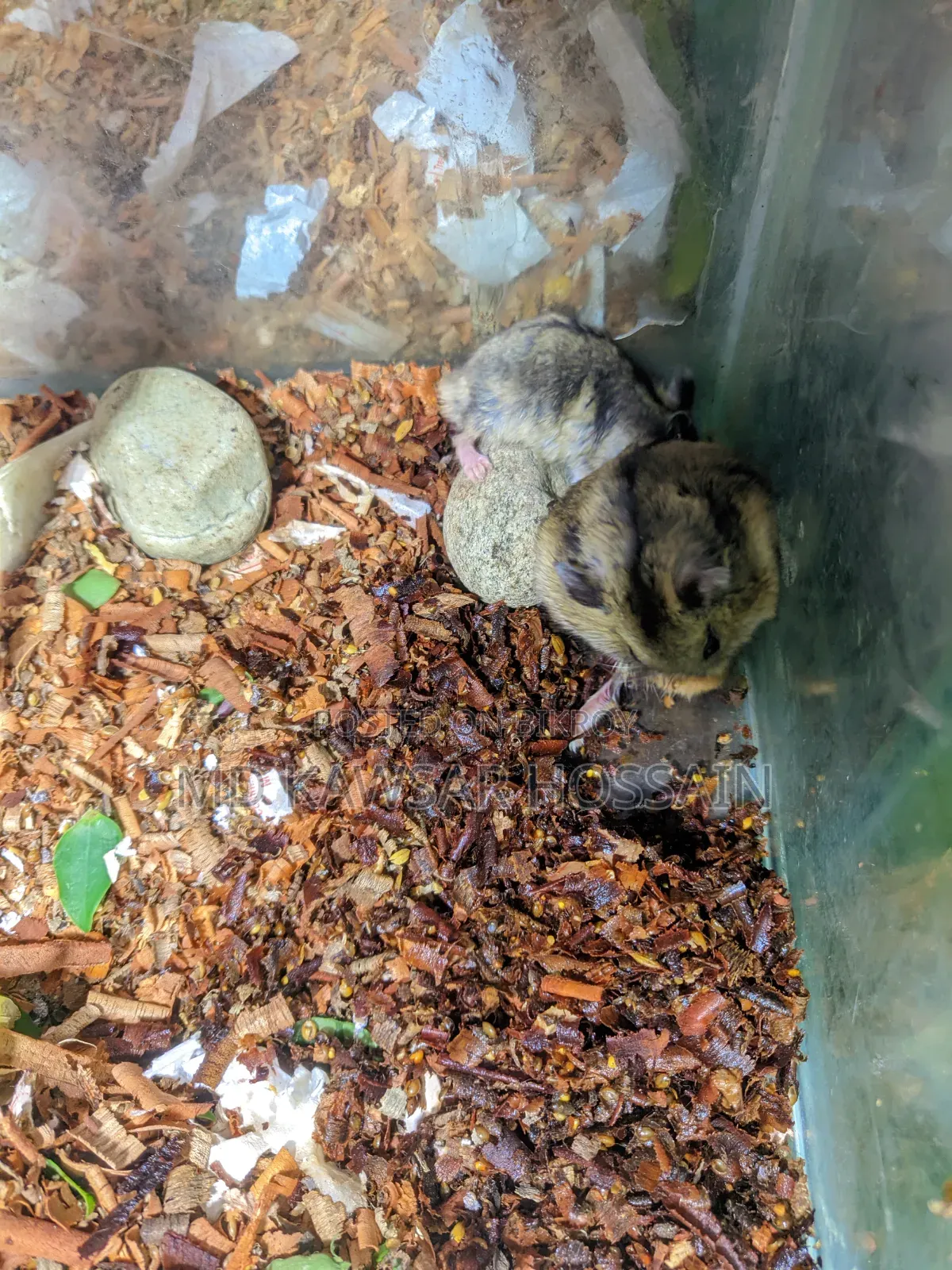 Healthy & Active Dwarf Hamster Pair for Sale