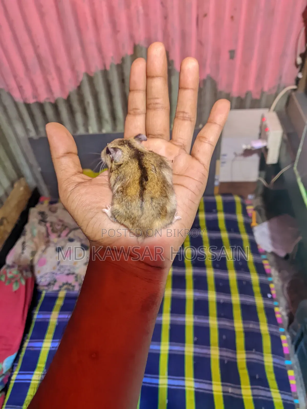 Healthy & Active Dwarf Hamster Pair for Sale
